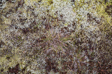 Saturated natural texture and background with moss. Pine forest and needles on the ground. Earth and moss. Summer bright forest background.