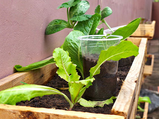 lettuce in vegetable garden