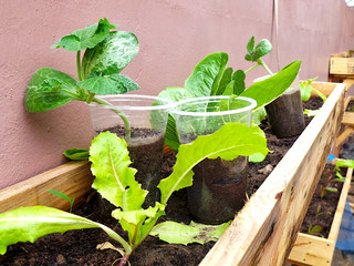 seedlings in the garden