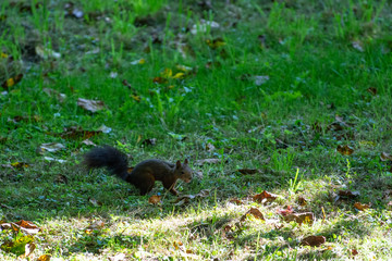 Eichkätzchen mit Nuss