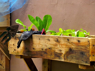 gloves and garden tool on garden wooden box