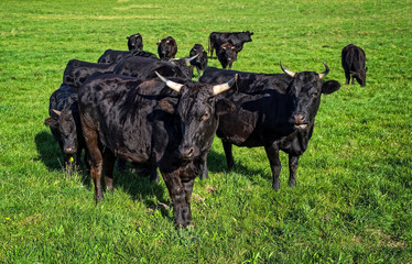 Black wagyu cow group is relaxing after morning feeding in lush green gras at the Bavarian Alps on...