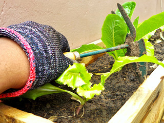 hand planting lettuce plants