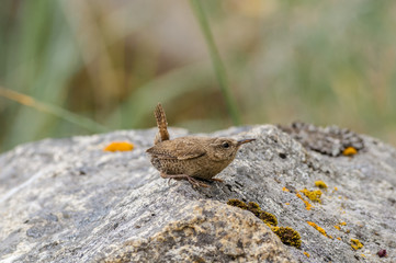 Pacific Wren (Troglodytes pacificus) at Chowiet Island, Semidi Islands, Alaska, USA