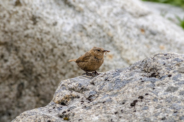 Pacific Wren (Troglodytes pacificus) at Chowiet Island, Semidi Islands, Alaska, USA