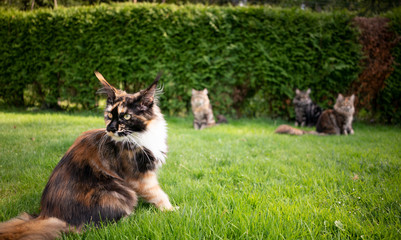 group of maine coon cats in garden