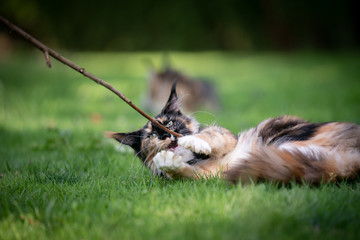 playful calico maine coon kitten playing with a stick outdoors in garden