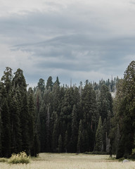 trees in the forest