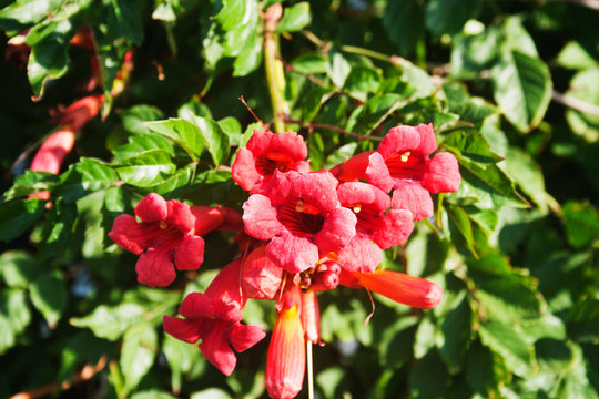 Kampsis tekoma flowers. Candid.