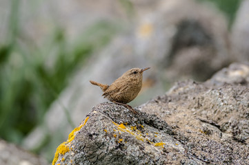 Pacific Wren (Troglodytes pacificus) at Chowiet Island, Semidi Islands, Alaska, USA