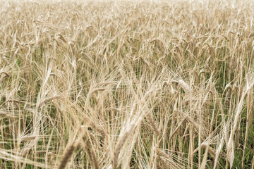 ripening barley, close-up abstract background