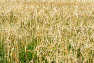 ripening barley, close-up abstract background