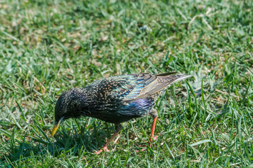 Common Starling (Sturnus vulgaris) in park, Central Russia