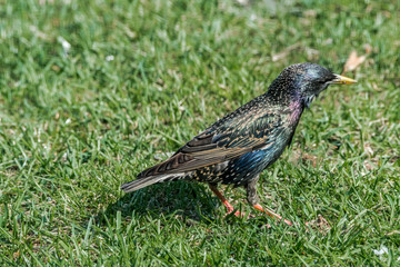 Common Starling (Sturnus vulgaris) in park, Central Russia