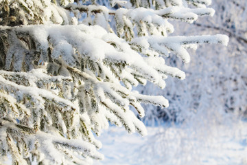 Snow-covered Christmas tree branches in the forest. Close-up. Background. Landscape.