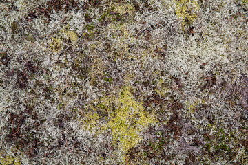 Saturated natural texture and background with moss. Pine forest and needles on the ground. Earth and moss. Summer bright forest background.