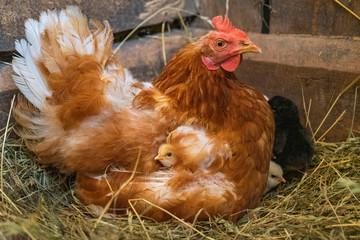A mother hen with newly hatched Chicks.