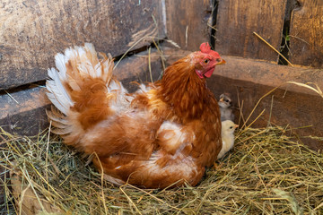 mother hen with newly hatched Chicks.