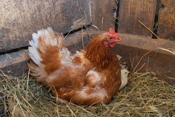 A mother hen with newly hatched Chicks.