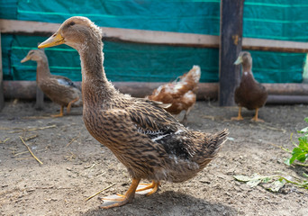 poultry yard. Geese and chickens on a plot in the village. private household