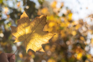 Fall maple leaf in front of autumnal garden, vibrant warm colors of autumn