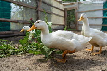 poultry yard. Geese and chickens on a plot in the village. private household