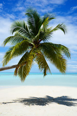 Fototapeta na wymiar Tropical white sand beach with exotic Coco palm tree with turquoise water. Summer vacation concept. Untouched beach in Maldives, Seychelles, Bora Bora, Jamaica, Tahiti. Paradise island.