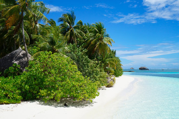 Tropical white sand beach with exotic Coco palm tree with turquoise water. Summer vacation concept....