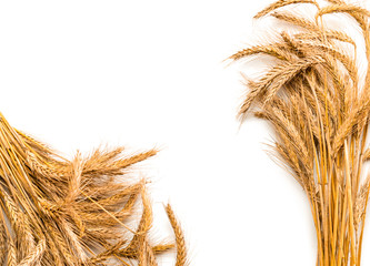 Rye ear. Whole, barley, harvest wheat sprouts. Wheat grain ear or rye spike plant isolated on white...