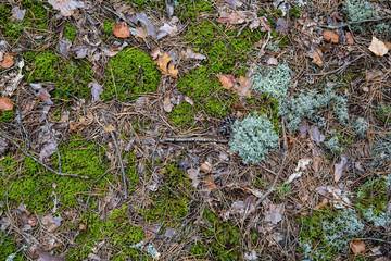Fototapeta premium Saturated natural texture and background with moss. Pine forest and needles on the ground. Earth and moss. Summer bright forest background.