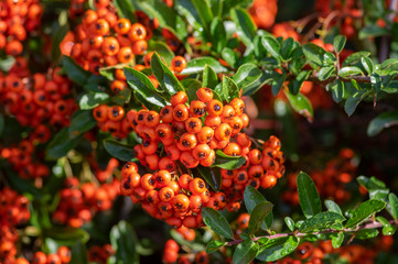 Pyracantha coccinea scarlet firethorn ornamental shrub, orange group of fruits hanging on autumnal shrub