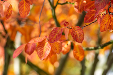 Fototapeta na wymiar amelanchier lamarckii shadbush autumnal shrub branches full of beautiful red orange yellow leaves