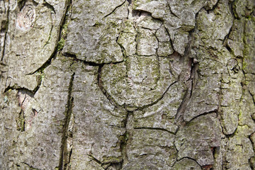 wood texture