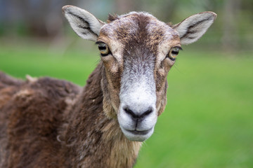 Wild mouflon sheep, one female portrait grazing on pasture in daylight, green meadow, beautiful brown wild animals