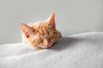 Cute little ginger kitten sleeps on the sofa with