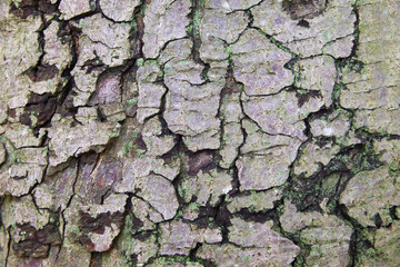 wood texture
