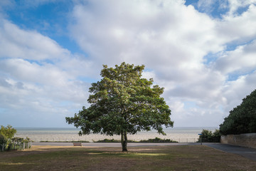 A impressive single sycamore tree stands on grass in front of promenade and sea view. There is a...