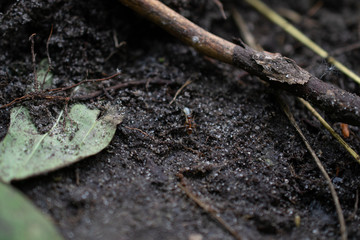 grass and earth, goosebump