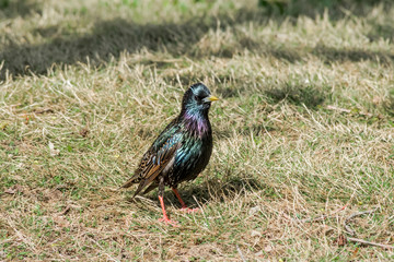 Common Starling (Sturnus vulgaris) in park, Central Russia