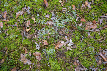 Saturated natural texture and background with moss. Pine forest and needles on the ground. Earth and moss. Summer bright forest background.