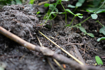 grass and earth, goosebump