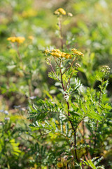 Tansy, Tanacetum vulgare, bright herb photography, yellow flower with herbal purposes, bitter...