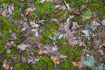 Saturated natural texture and background with moss. Pine forest and needles on the ground. Earth and moss. Summer bright forest background.