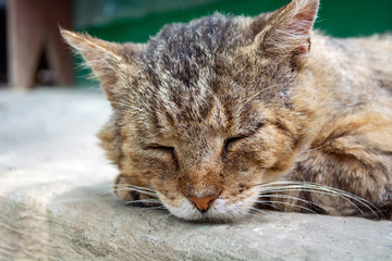 old homeless cat with scars asleep on the road