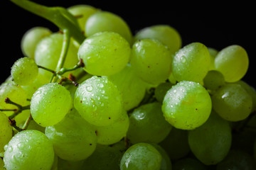 Macro shot of wet organic green bunch of grapes