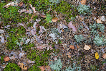 Saturated natural texture and background with moss. Pine forest and needles on the ground. Earth and moss. Summer bright forest background.