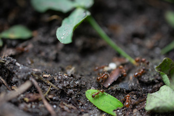 grass and earth, goosebump