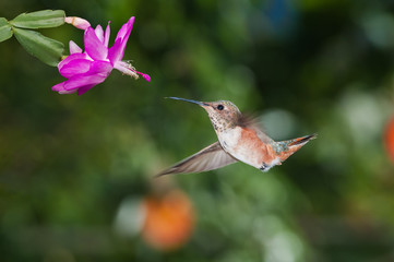 Allen's Hummingbird (Selasphorus sasin) female in garden, Los Angeles, California, USA