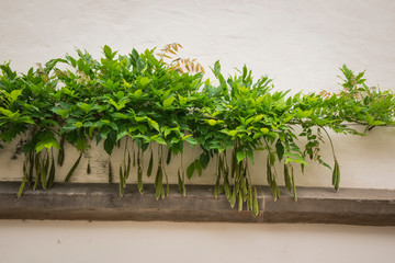 Bohnen Pflanze
