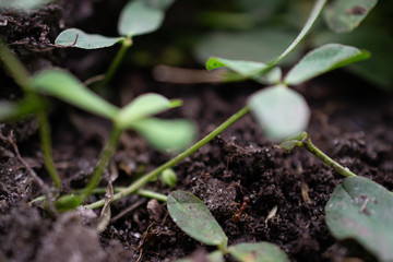 grass and earth, goosebump